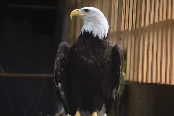 Hyacinth the Bald Eagle